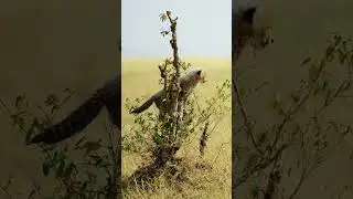 The Fastest Creature on Land | A cheetah mother and her cubs | Magical Africa l Luxury Safari