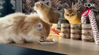 ✨ Wellness CORE Cat &ndash; Christmas magic in every juicy bite !