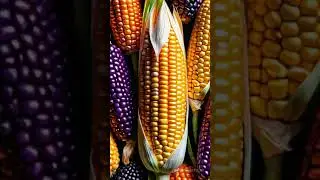 Fun Facts about Corn
