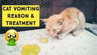 Why Do Cats vomit | Causes Cats Throw Up and Ways to Treat a Vomiting Cat