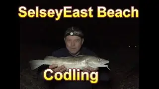 Codling at Selsey East Beach