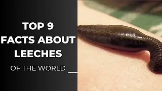 amazing facts about leeches🤔!!! Animations#humanknowledge