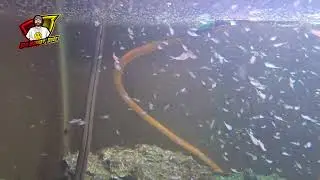 30-Gallon Sea-Monkey Aquarium!  It's HUGE!