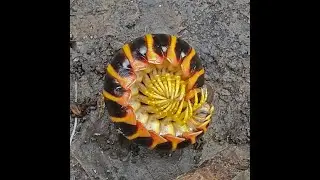 Virginia Cherry Millipede terrarium