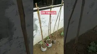 DIY TRELLIS FOR STRING BEANS #plants #garden #vegetables #gardening #diy