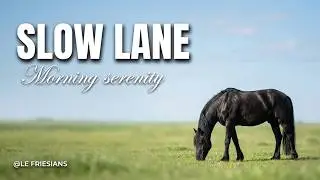 Contessa the Friesian  Relaxing in the Paddock
