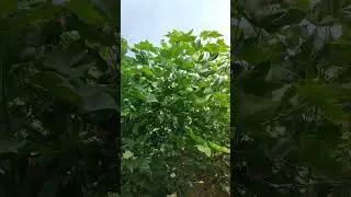 Rasi 926 बहुत ही बेकार किस्म