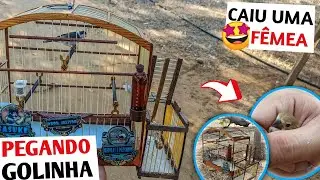 🤩 PEGUEI OUTRA F&Ecirc;MEA DE GOLINHA NO AL&Ccedil;AP&Atilde;O | SOLTURA NO FINAL DO V&Iacute;DEO! 