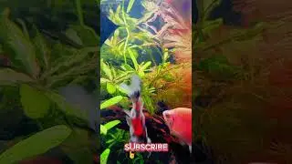 Green Harmony | Planted Aquarium Design