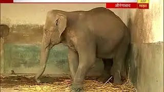 स्पेशल रिपोर्ट : औरंगाबाद : सिद्धार्थ प्राणीसंग्रहालयातील 'त्या' दोन हत्तीणींचं स्थलांतर