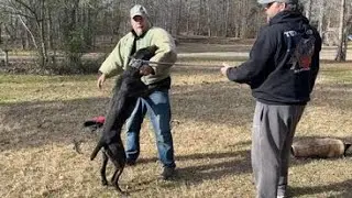 DSS’s Danger (American Sentinel bandog)