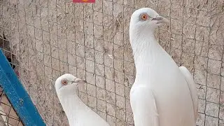 Subscribe my YouTube channel from Rana pigeon