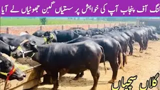 Pure Gurnted Beautiful Neil Ravi Jotian in Punjab | 2 to 9 Month Pregnant Gabon Neli جھوٹیاں || BTO