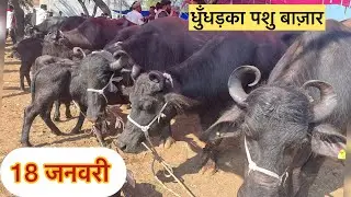 18 जनवरी #धुँधड़का_मुर्रा_भेंस के बाज़ार में देखेंगे बढ़िया भैंसे #धुंधडका_पशु_हाट 