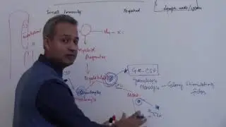 Role of Colony Stimulating Factors in Hematopoiesis