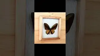 Ornithoptera  goliath elisabethae reginae form OBSCURUS в рамке!