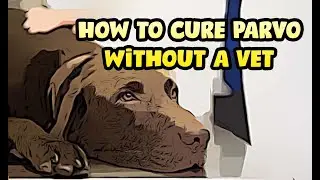 How to Cure Parvo Without a Vet