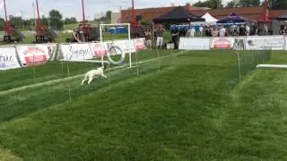 Ottawa Dog Festival