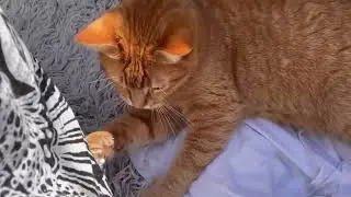 A Day in the Life of a Cat #314 #2023