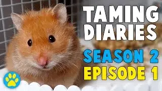 Taming Diaries | Season 2 | Episode 1