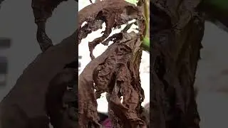 ABDIL AZIZ MPAY PAY 1-TIFOIDE 2-Maleria 3-kuhara4-Mauvimbe 5-Pigo la Majini(+243992112727)sambazaa