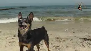 Prager Rattler Krümel auf Usedom 2013