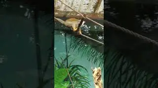 Squirrel monkey's 🐒...