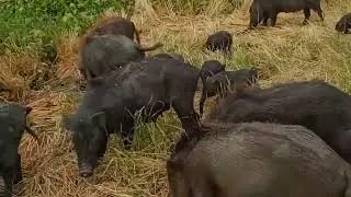 Wild Boar Invades Village! | Unexpected Wildlife Encounter,pigs, hog, boar,funny pig ,pigs facts