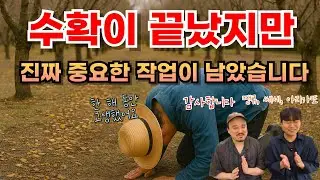 내년 농사를 좌우하는 가장 중요한 작업, 지금 시작하세요 | 꽃눈은 늘리고 해거리는 줄이는 방법 | 비료전문가가 알려주는 감사비료를 해야하는 이유