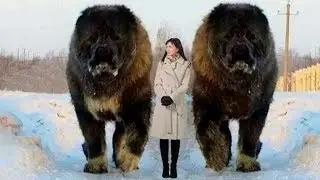 Los 7 Perros M&aacute;s Grandes Del Mundo