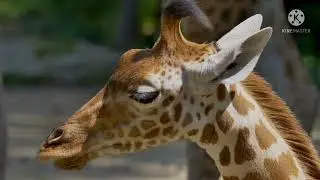 Giraffe 🦒 large Mammal and cube eat hay #shorts #shortsvideo #youtubeshorts