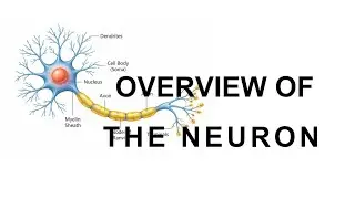 Anatomy of the Neuron | Structure, types and functions.
