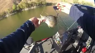 Los Banos Creek Crappie (Underwater clip)