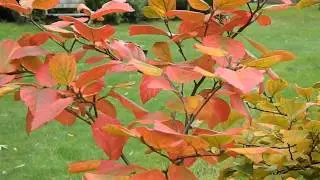 Fothergilla