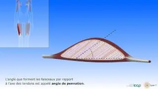 Le muscle squelettique: organisation et architecture
