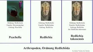 Arthropoden, Ordnung Redlichiida arthropoda Redlichia Buenellus Eoredlichia takooensis Wanneria