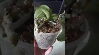 #orchid #хобби радостные моменты орхолюбителя🌸🪴