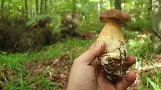 boletus 2023