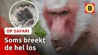 Dit wist je niet over bavianen | Op Safari #9