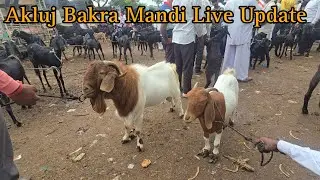 Akluj Bakra Mandi Live Update 19/5/2025 | Goat Market Akluj Maharashtra.