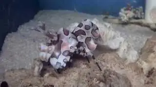 Breeding Harlequin Shrimp (Hymenocera picta)