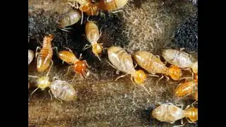 Tri County Termite & Pest Control Salem, NJ 08079