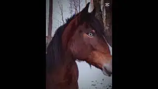 #horse #editing #equestrian
