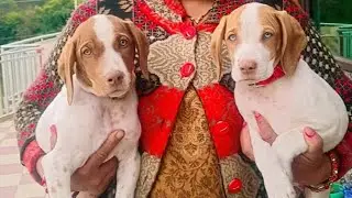 Journey of three months (pointer) ❤️#dog #love #instagram #vlog #time #trending #pointerdog #video