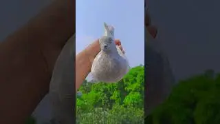 সিলভার কবুতরের বাচ্চা খাকি কবুতর#shortfeeds #kabootar #pigeon #khaki #kobutor #vairalshort #pets