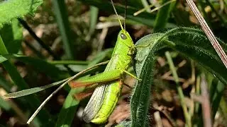 Chorthippus jucundus, calling song, rivalry and mating