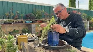 Common Juniper (Juniperus communis &lsquo;Littoralis&rsquo;) Bonsai Journey &ndash; Tiny Cascade Transformation