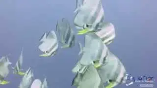 Diving in Balicasag island in Philippines - By Equation Dive & Travel