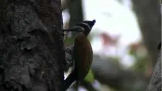 Greater Flameback (Chrysocolaptes lucidus)