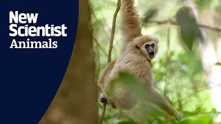 Gibbons sing duets with rhythmic qualities to help build social bonds